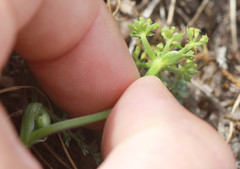 Lomatium utriculatum