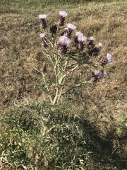 Cynara cardunculus cardunculus