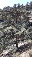 Cedrus brevifolia