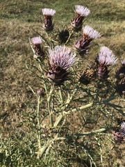 Cynara cardunculus cardunculus