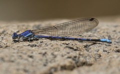 Argia munda