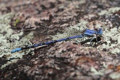Argia munda
