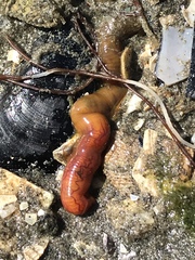 Tubulanus