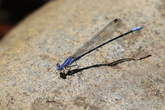 Argia munda