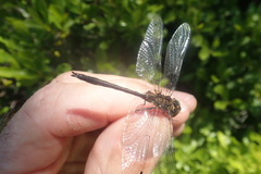 Dorocordulia lepida