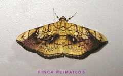 Pantographa scripturalis