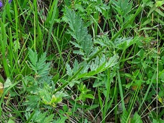 Tanacetum coccineum
