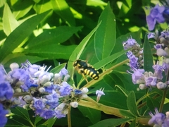 Anthidium florentinum