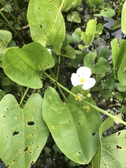 Echinodorus cordifolius