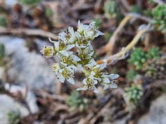 Petrosedum subulatum