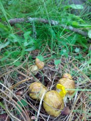 Suillus sibiricus