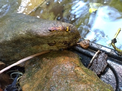 Eriotremex formosanus