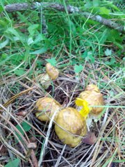 Suillus sibiricus