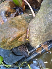 Eriotremex formosanus