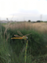 Sympetrum fonscolombii