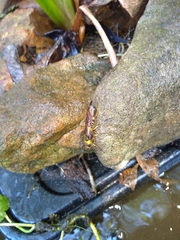 Eriotremex formosanus