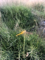 Sympetrum fonscolombii