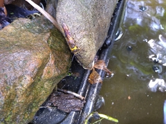 Eriotremex formosanus