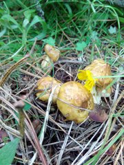 Suillus sibiricus