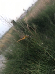 Sympetrum fonscolombii