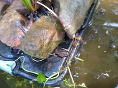 Eriotremex formosanus