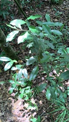 Hedycarya arborea