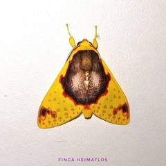 Amaxia flavicollis