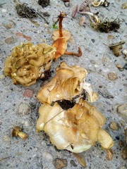 Xanthoporus syringae