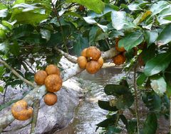 Omphalocarpum pachysteloides