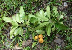 Omphalocarpum pachysteloides