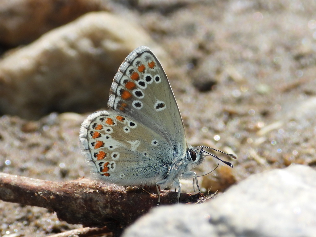 Northern Brown Argus