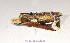 Calledema argenta