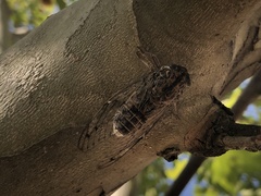 Cicada barbara lusitanica