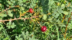 Rosa elasmacantha