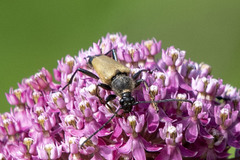 Trigonarthris subpubescens