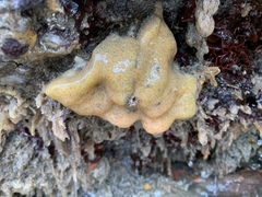 Sea Pork photo 3