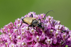 Trigonarthris subpubescens