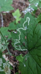 Phytomyza tiarellae
