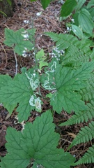 Phytomyza tiarellae