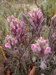 Chloropyron maritimum maritimum