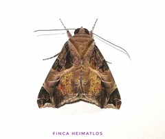 Calyptis idonea