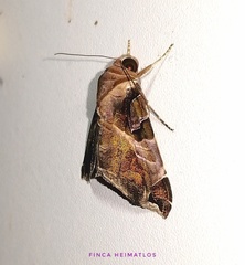 Calyptis idonea