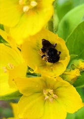 Macropis