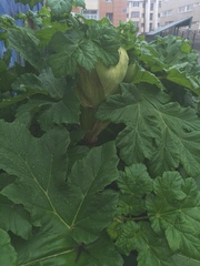 Heracleum sosnowskyi