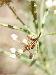 Euodynerus pratensis