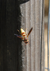 Euodynerus pratensis