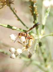 Euodynerus pratensis