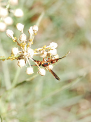 Euodynerus pratensis