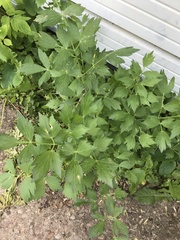 Levisticum officinale