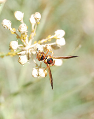 Euodynerus pratensis